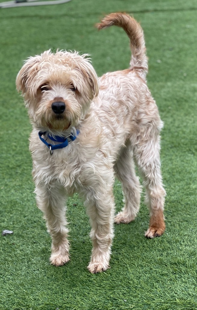 Cider / Pumpkin Spice, an adoptable Poodle, Maltese in Dalton, GA, 30721 | Photo Image 4