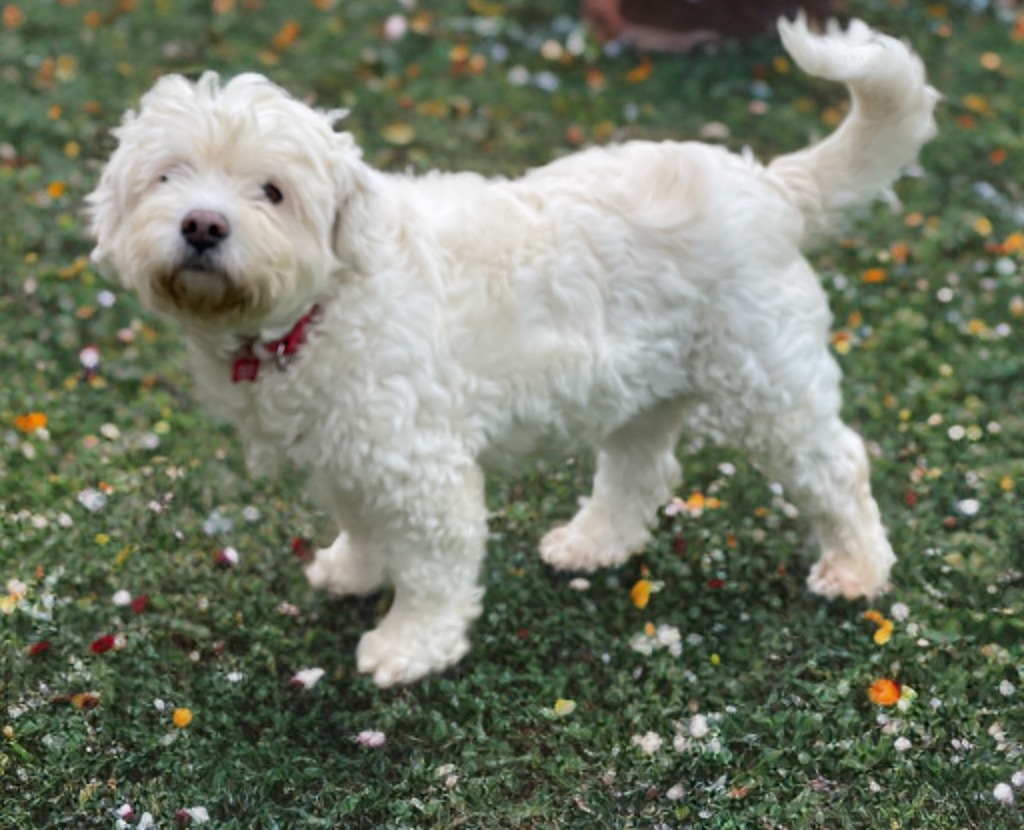 Cider / Pumpkin Spice, an adoptable Poodle, Maltese in Dalton, GA, 30721 | Photo Image 5