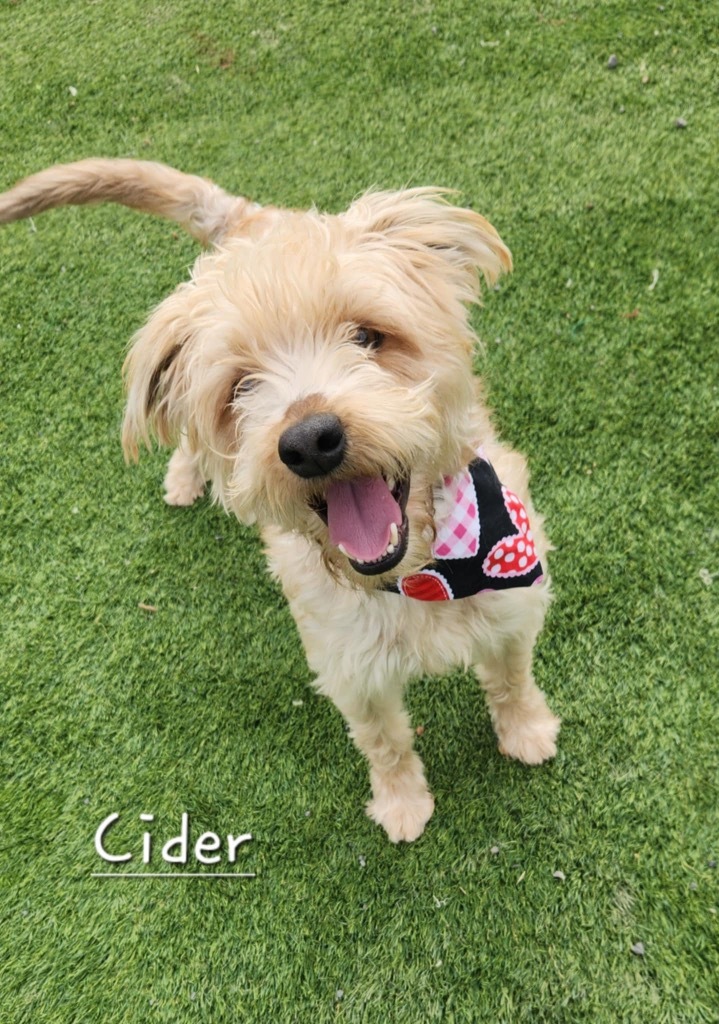 Cider / Pumpkin Spice, an adoptable Poodle, Maltese in Dalton, GA, 30721 | Photo Image 6