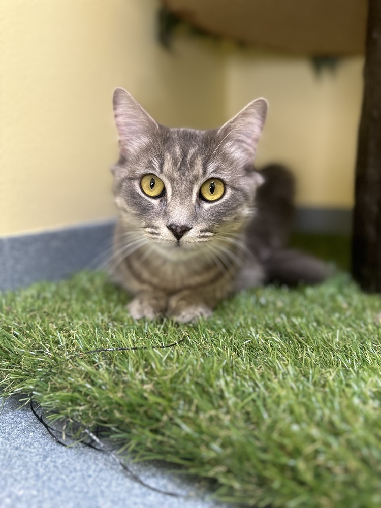 Iggy, an adoptable Domestic Medium Hair in Trenton, ME, 04605 | Photo Image 1