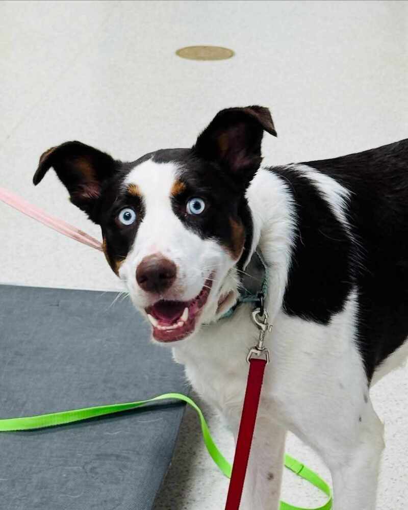 Tilly, an adoptable Border Collie, Saint Bernard in Peoria, IL, 61604 | Photo Image 1