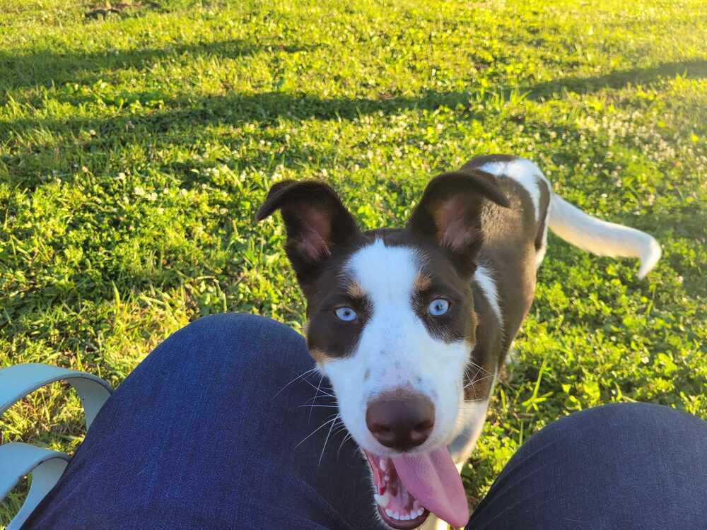Tilly, an adoptable Border Collie, Saint Bernard in Peoria, IL, 61604 | Photo Image 2
