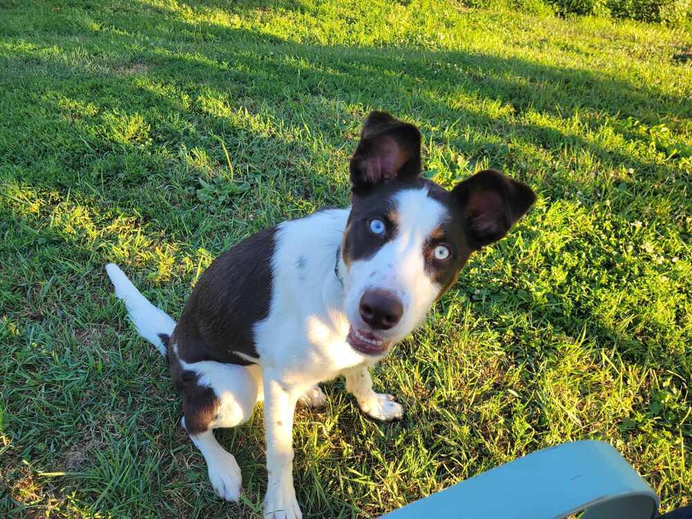 Tilly, an adoptable Border Collie, Saint Bernard in Peoria, IL, 61604 | Photo Image 3