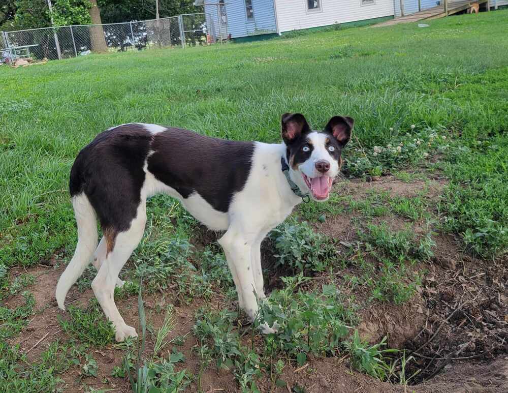 Tilly, an adoptable Border Collie, Saint Bernard in Peoria, IL, 61604 | Photo Image 4
