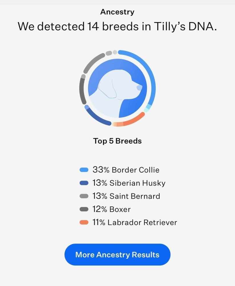 Tilly, an adoptable Border Collie, Saint Bernard in Peoria, IL, 61604 | Photo Image 5