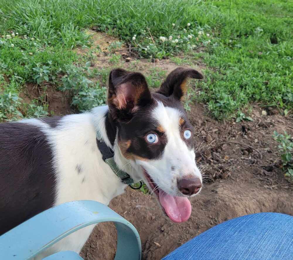 Tilly, an adoptable Border Collie, Saint Bernard in Peoria, IL, 61604 | Photo Image 6