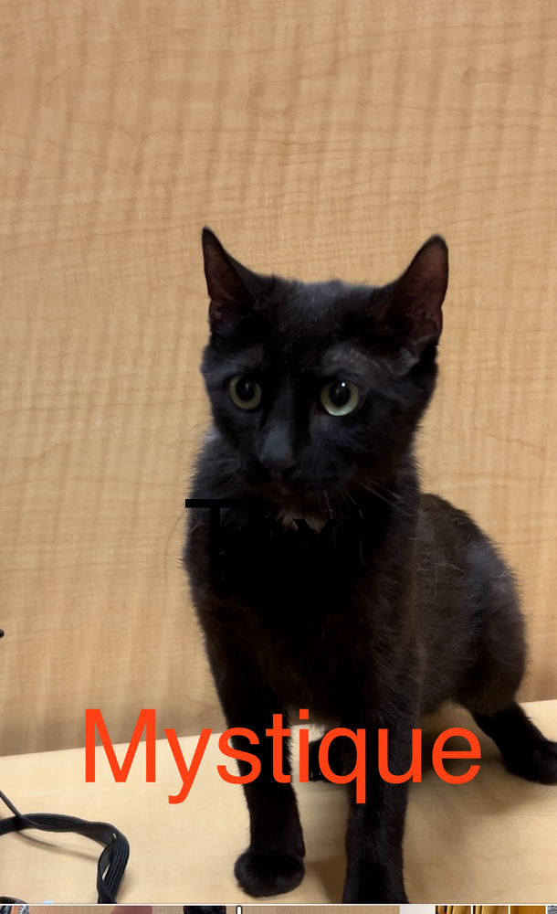 Mystique M.