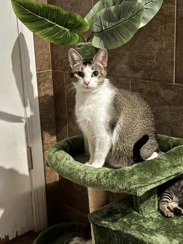 Momma Walter aka Lisa