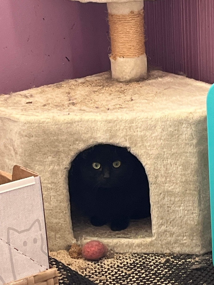JiJi
