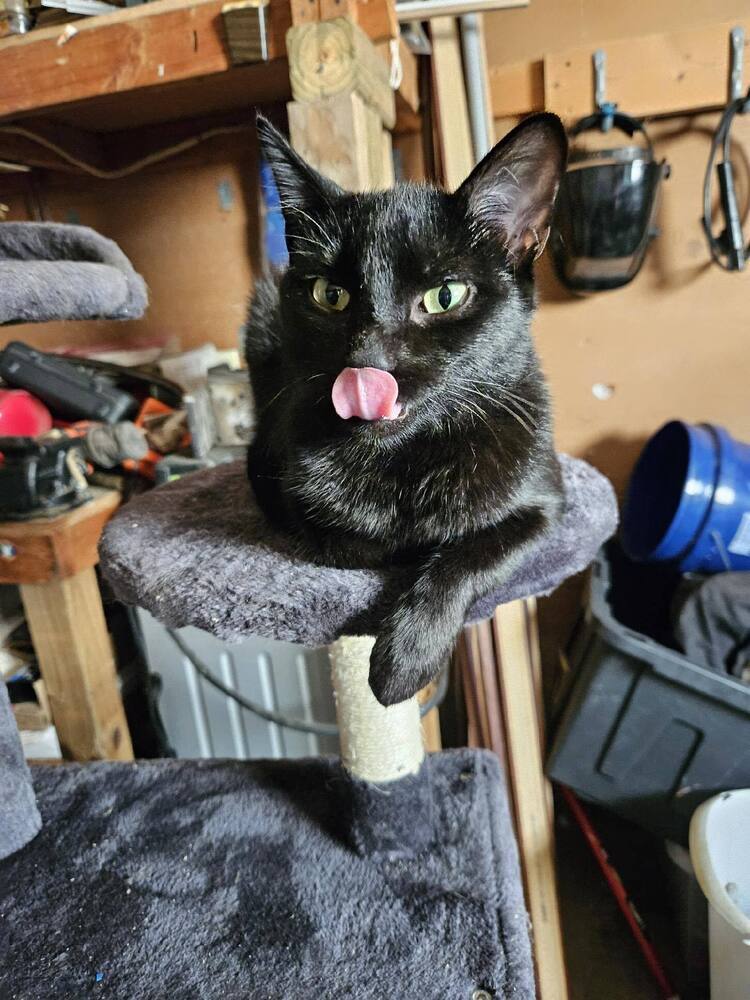 JiJi