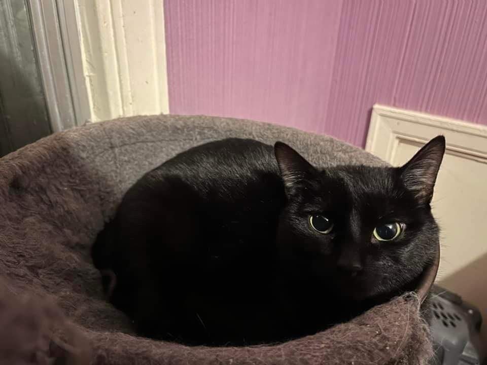 JiJi