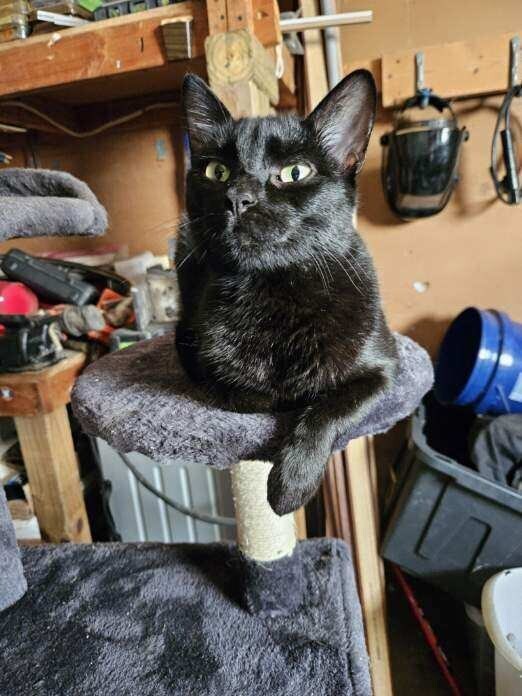 JiJi