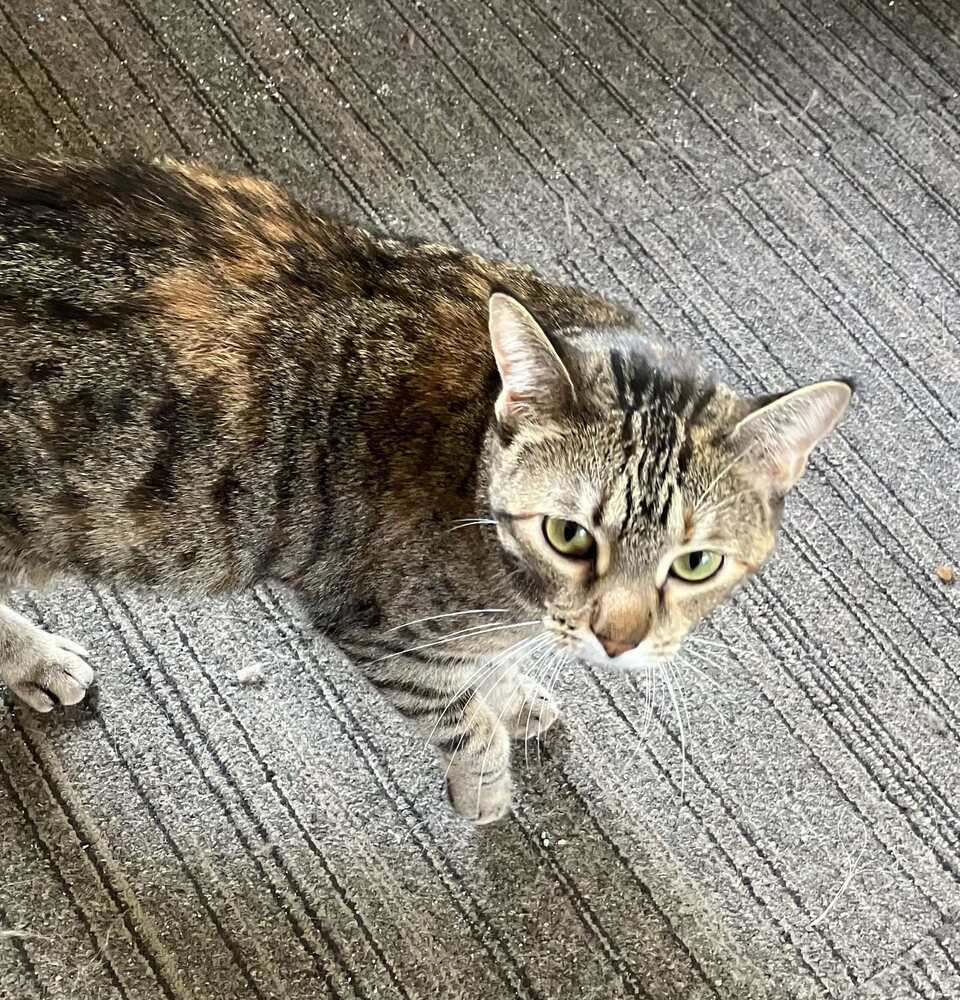 Rosie S.