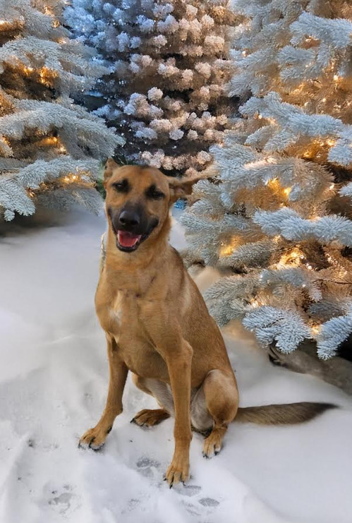 Nala