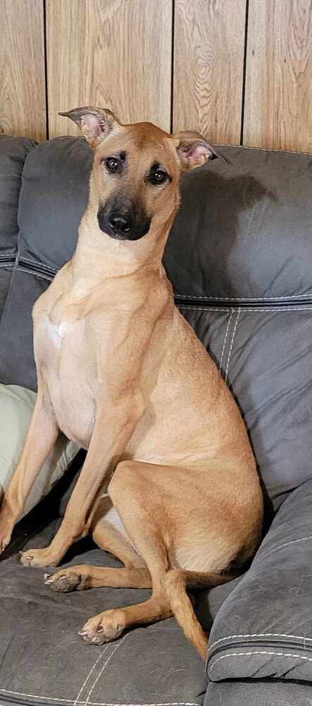 Nala