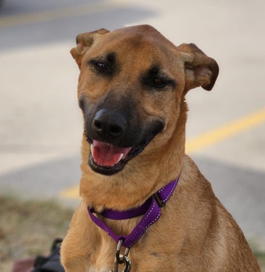 Nala