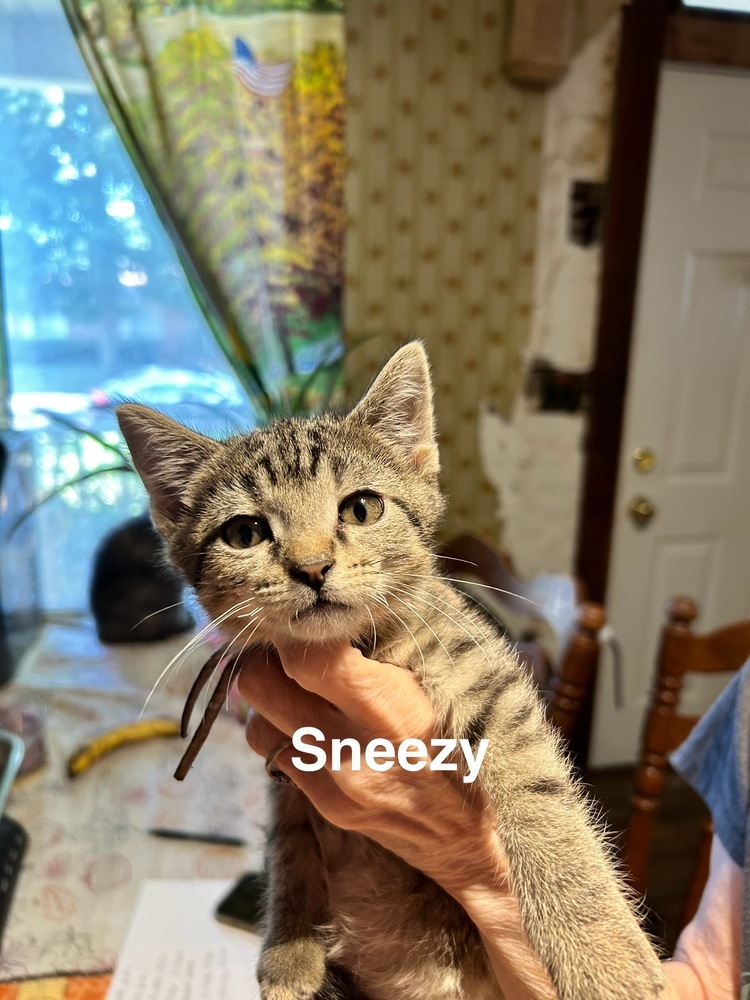Sneezy B.