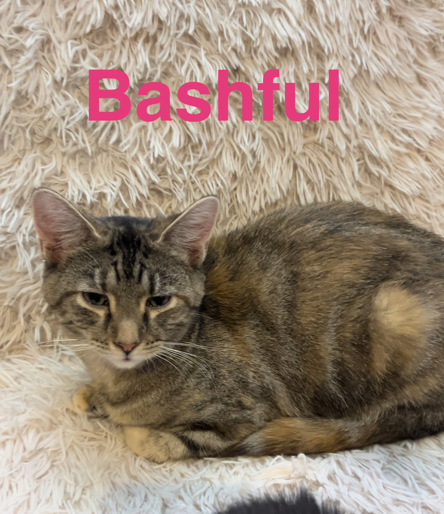 Bashful B.
