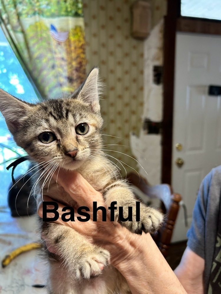 Bashful B.