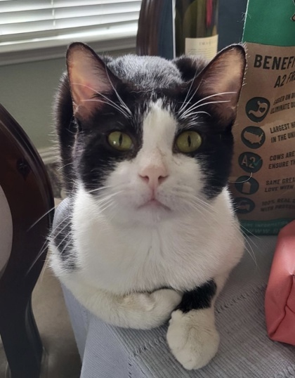 Pliny (Oreo) 2yr+ 1