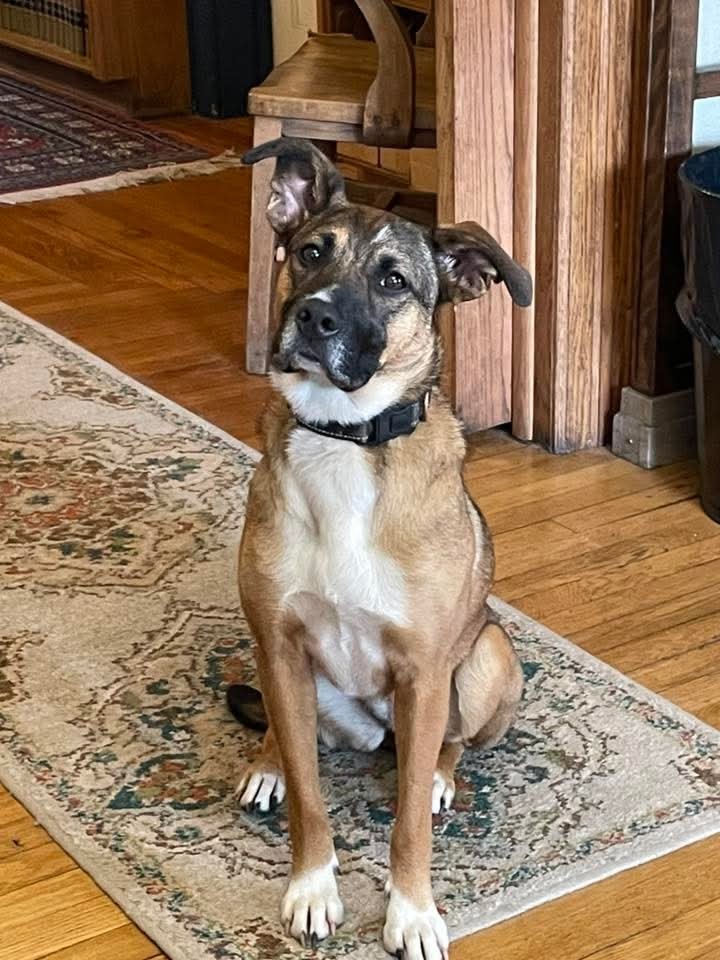Star (4yo, 38lbs)
