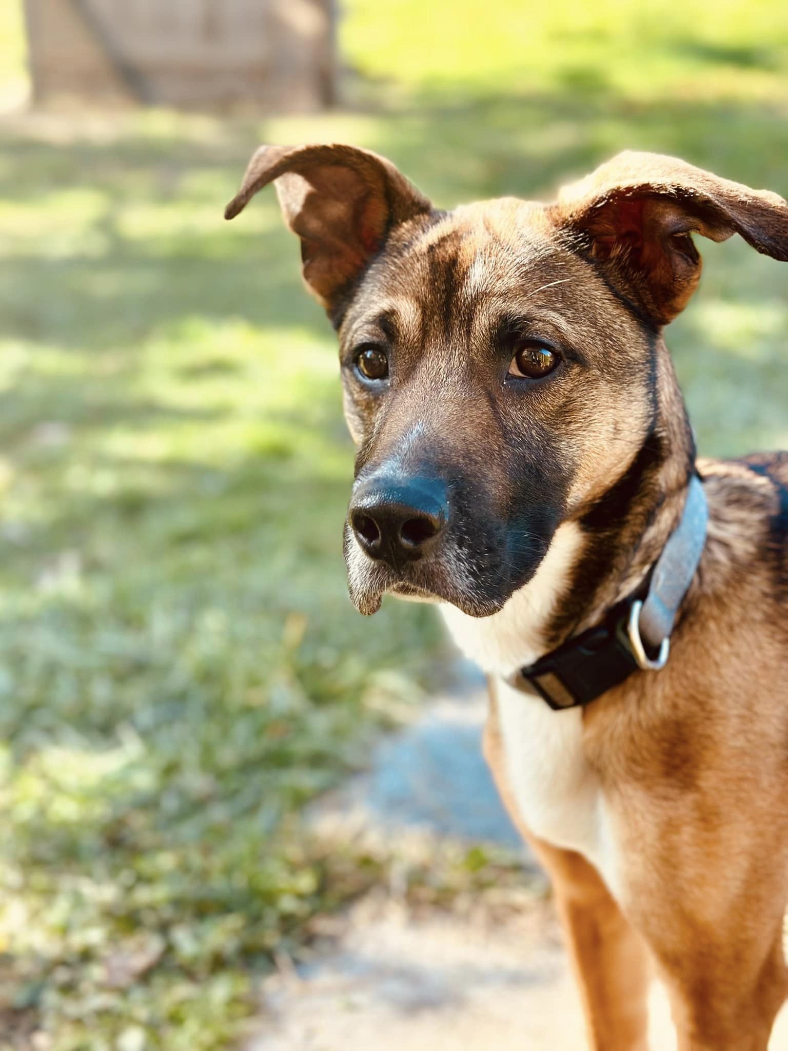 Star (4yo, 38lbs)