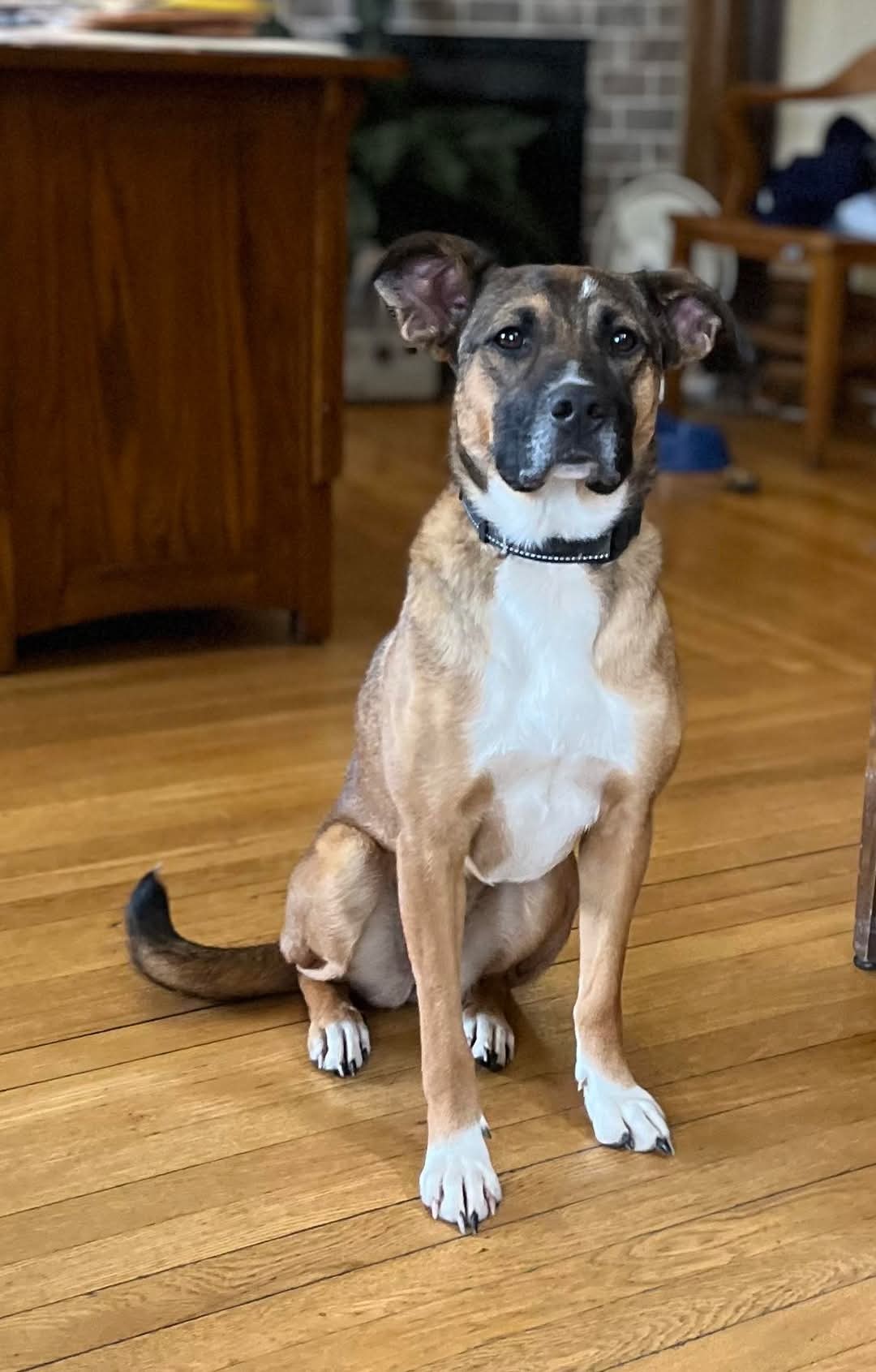 Star (4yo, 38lbs)