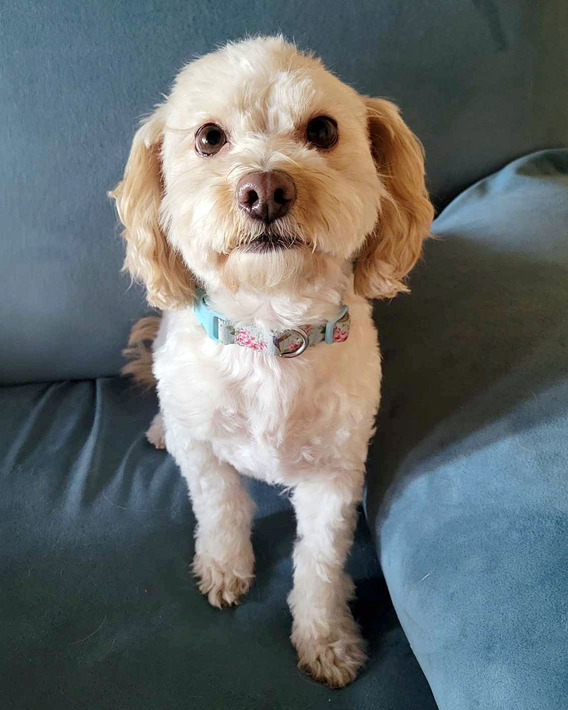 Maddie, an adoptable Poodle, Havanese in Corona, CA, 92883 | Photo Image 1