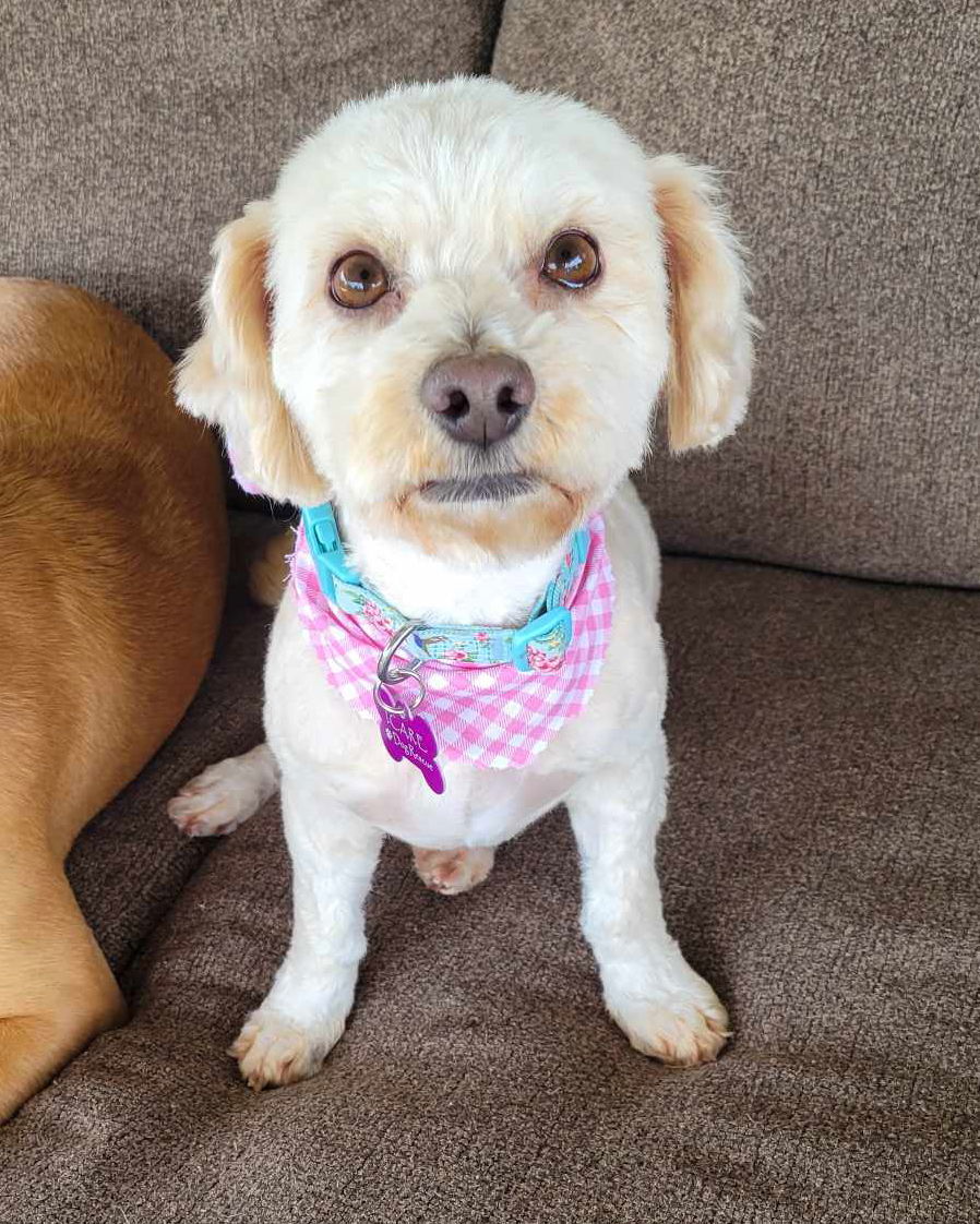 Maddie, an adoptable Poodle, Havanese in Corona, CA, 92883 | Photo Image 2