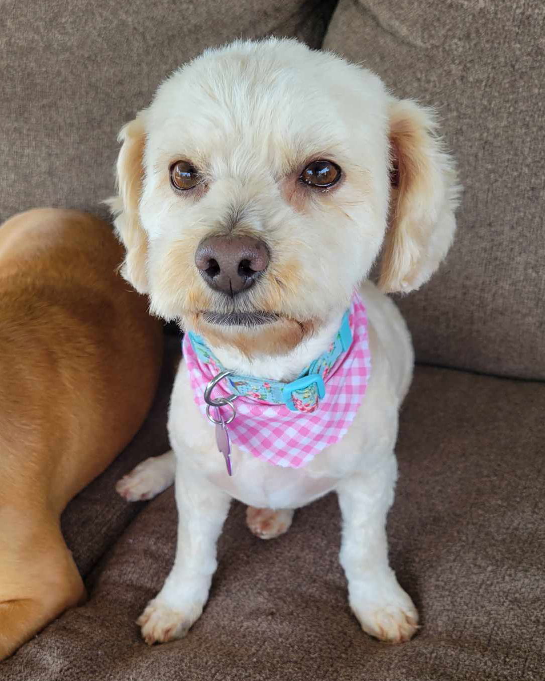 Maddie, an adoptable Poodle, Havanese in Corona, CA, 92883 | Photo Image 3