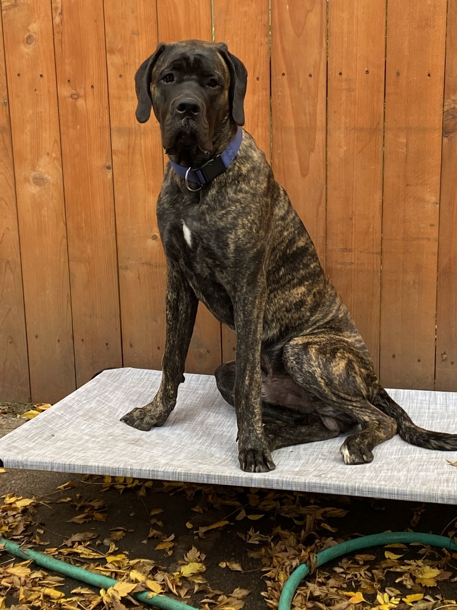 Bruno, an adoptable Mastiff in McMinnville, OR, 97128 | Photo Image 1