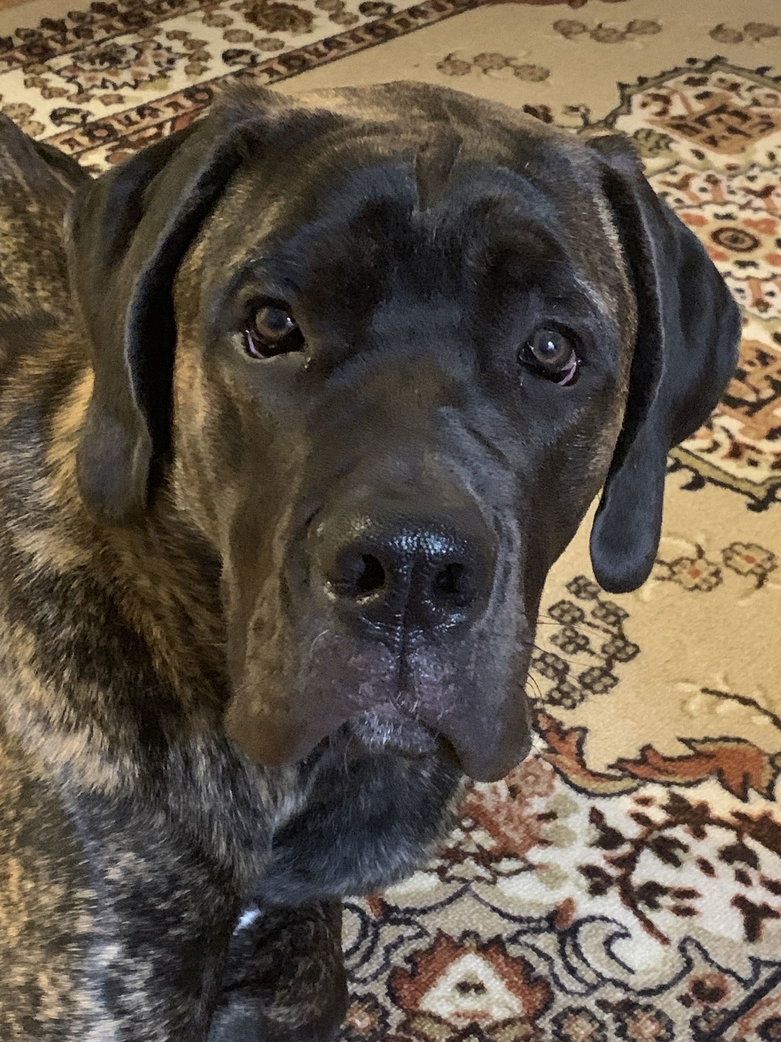 Bruno, an adoptable Mastiff in McMinnville, OR, 97128 | Photo Image 2