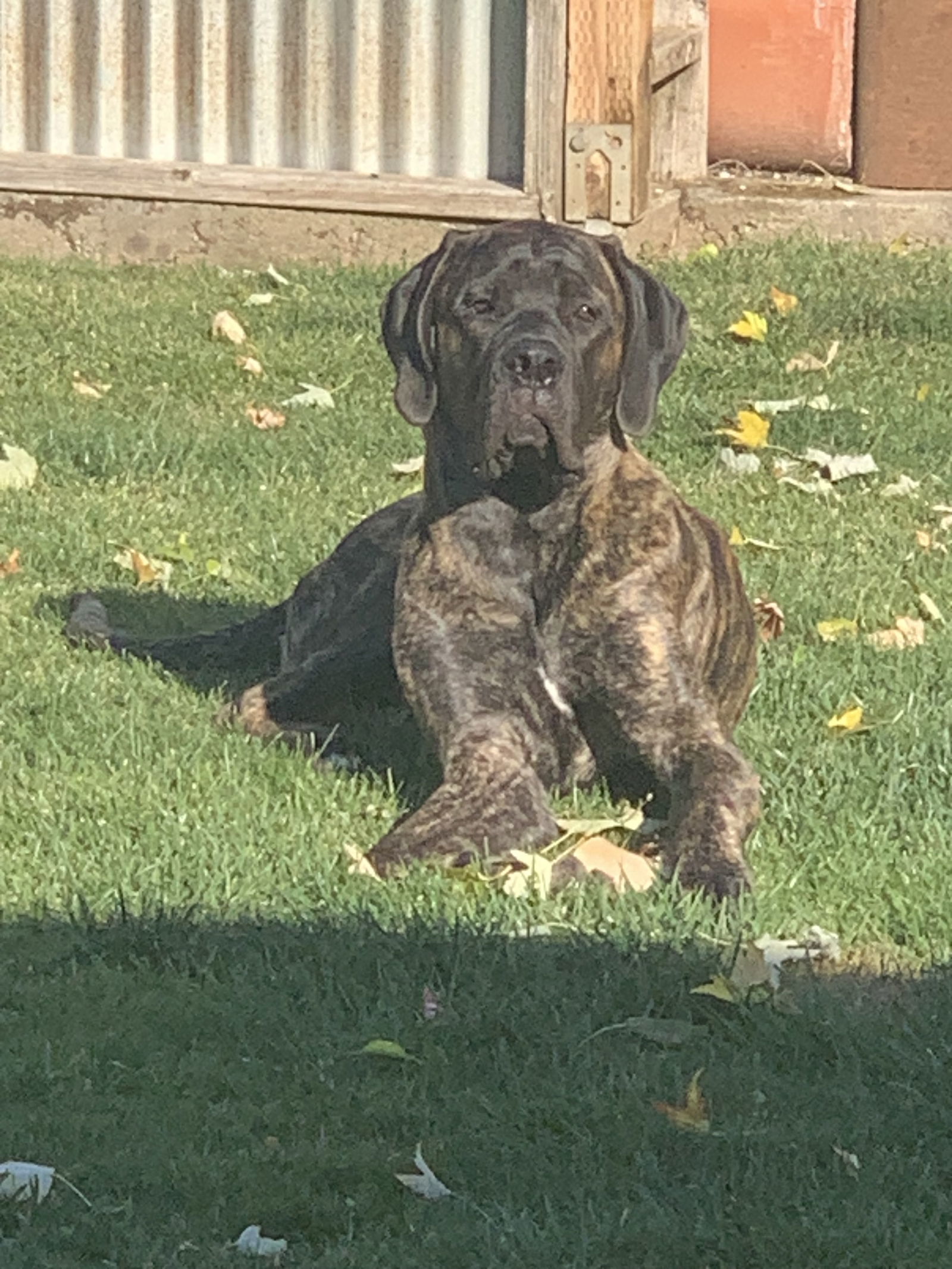Bruno, an adoptable Mastiff in McMinnville, OR, 97128 | Photo Image 3