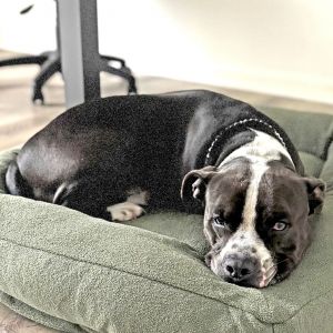 Noah, Senior Male Pit Bull Terrier