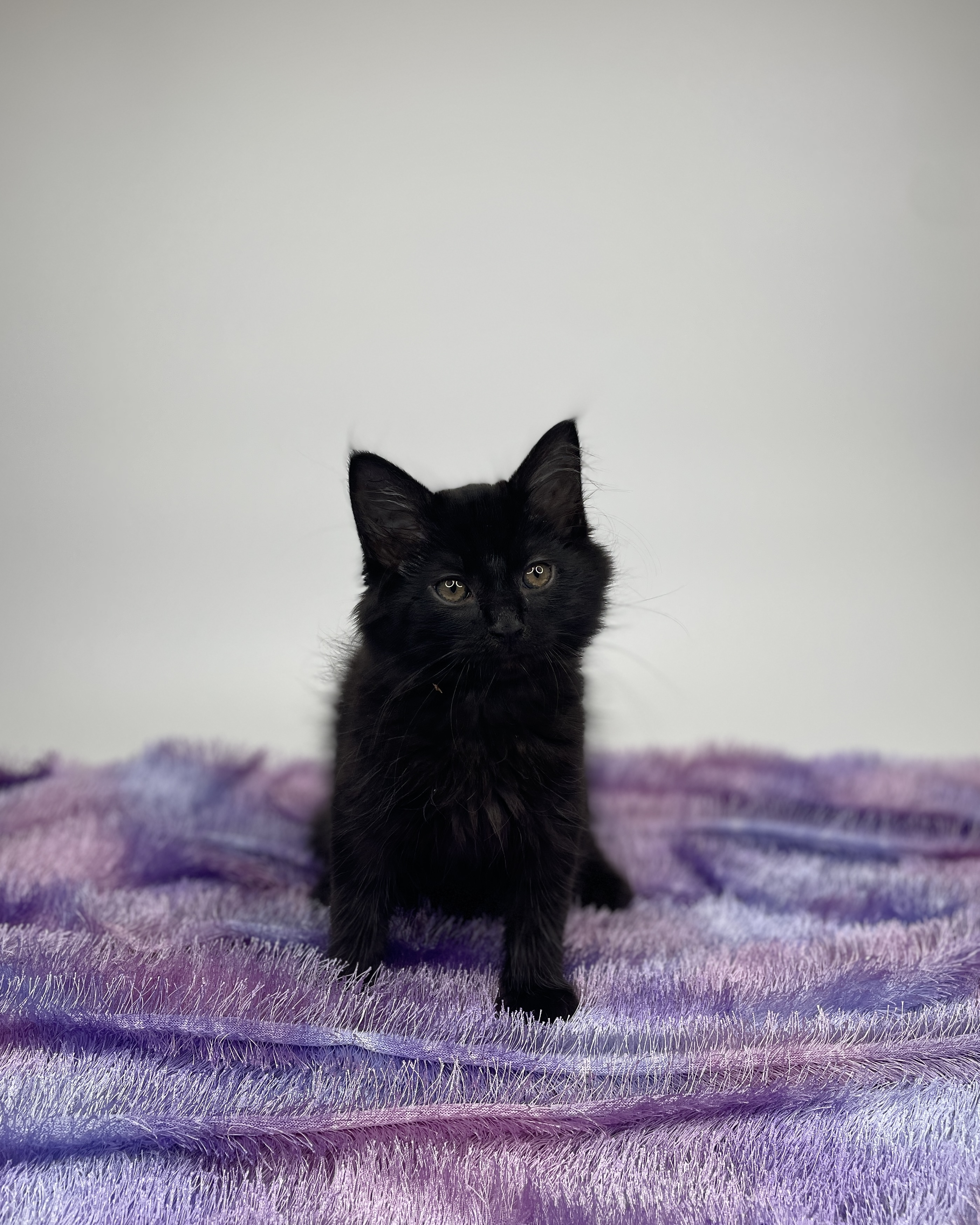 Cat for adoption Zeus, a Domestic Medium Hair & Domestic Short Hair