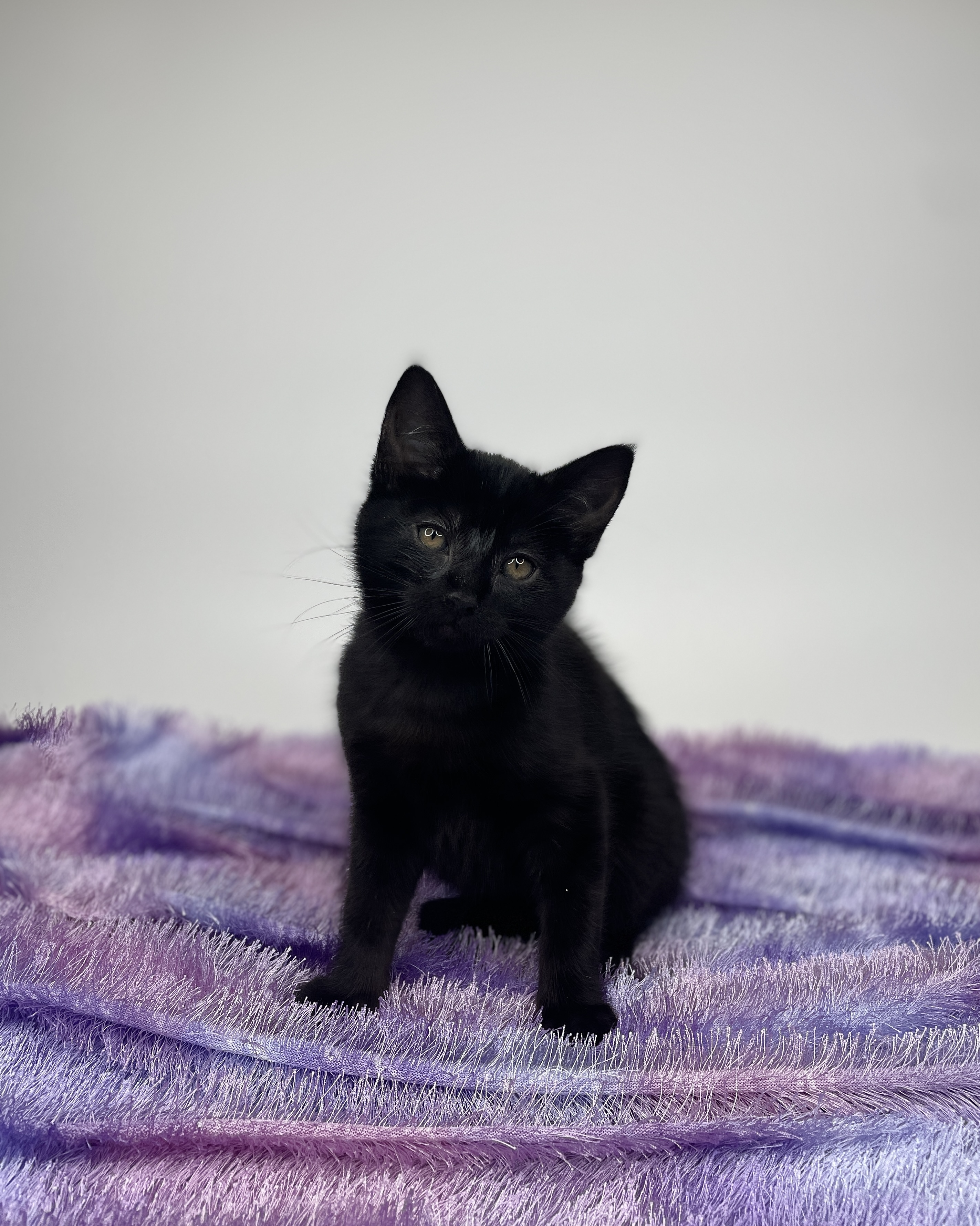 Cat for adoption Aphrodite, a Domestic Medium Hair & Domestic Short