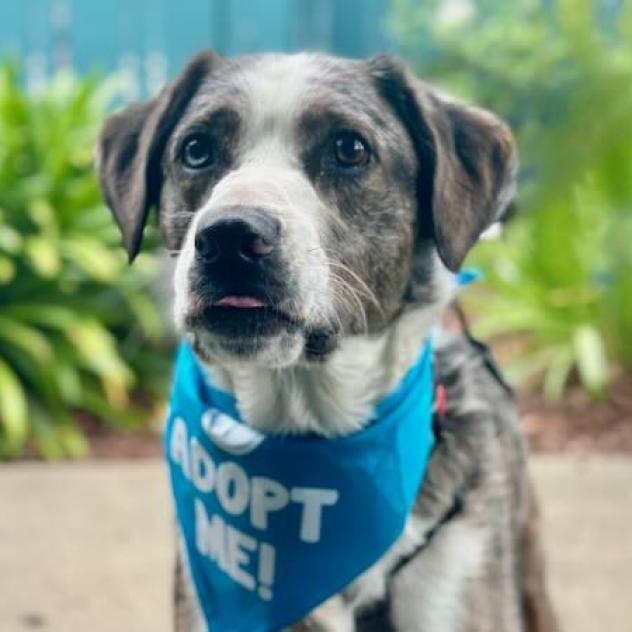 Koda