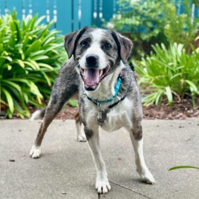 Koda 5