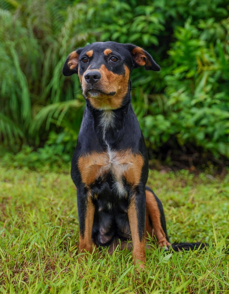 Cookie, an adoptable Affenpinscher in Mangilao, GU, 96923 | Photo Image 1