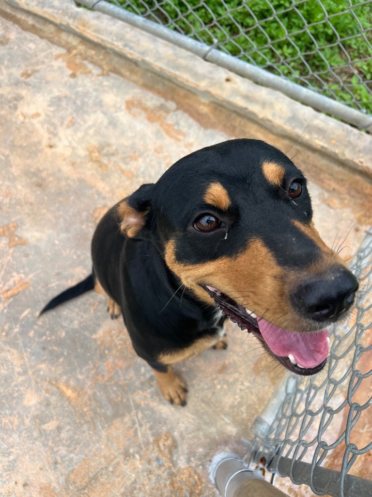 Cookie, an adoptable Affenpinscher in Mangilao, GU, 96923 | Photo Image 2