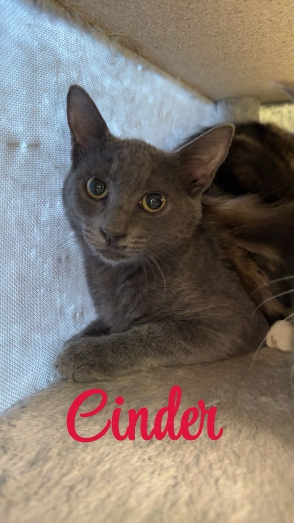 Cinder, an adoptable Domestic Short Hair in Midland, TX, 79705 | Photo Image 1