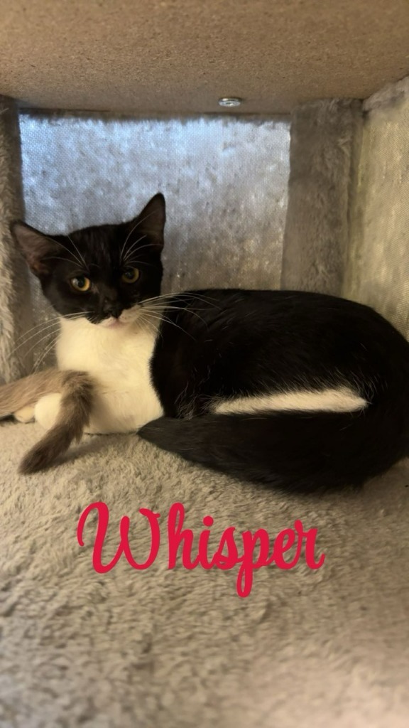 Whisper, an adoptable Domestic Short Hair in Midland, TX, 79705 | Photo Image 1