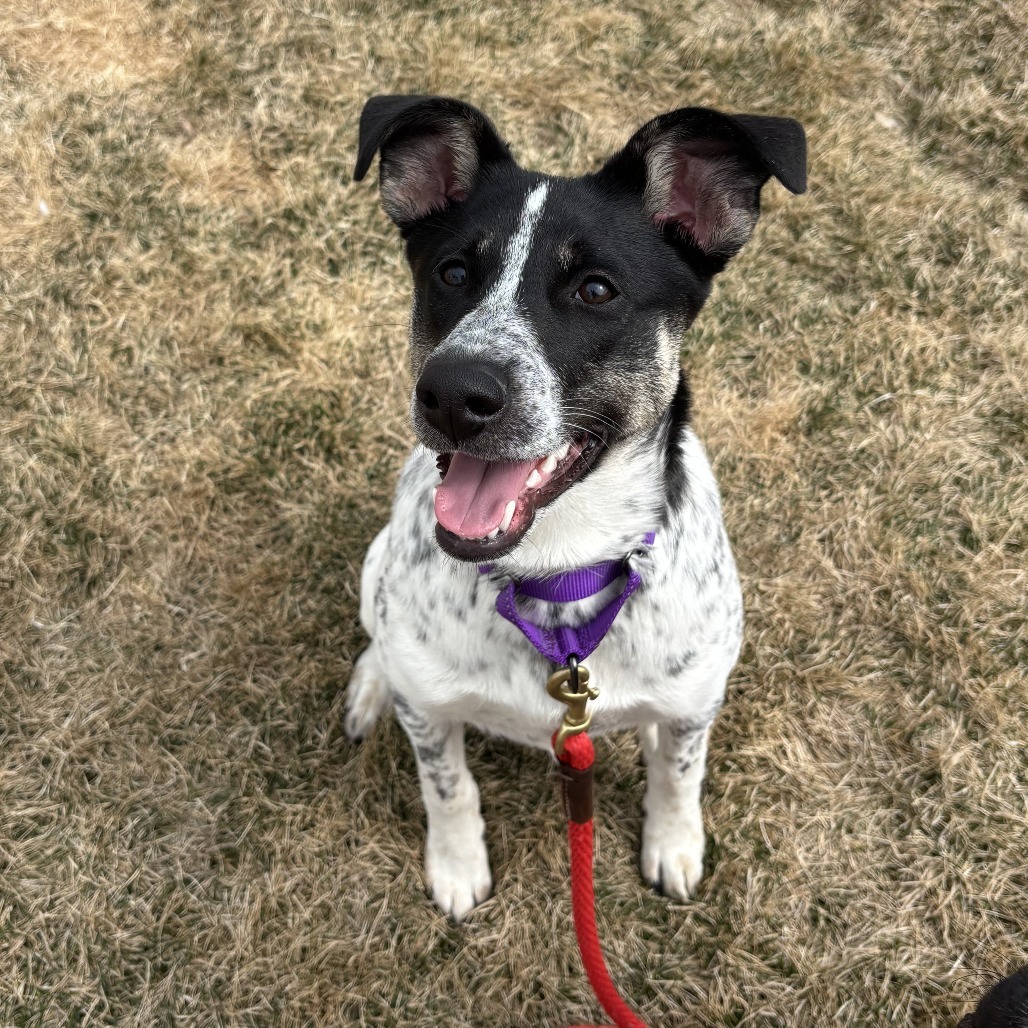 Macadamia, an adoptable Australian Cattle Dog / Blue Heeler, Mixed Breed in Sartell, MN, 56377 | Photo Image 1