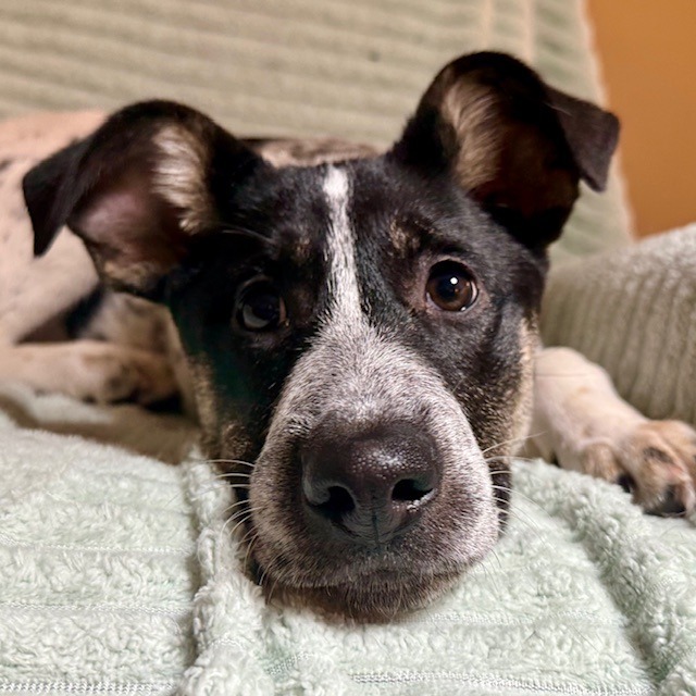 Macadamia, an adoptable Australian Cattle Dog / Blue Heeler, Mixed Breed in Sartell, MN, 56377 | Photo Image 3