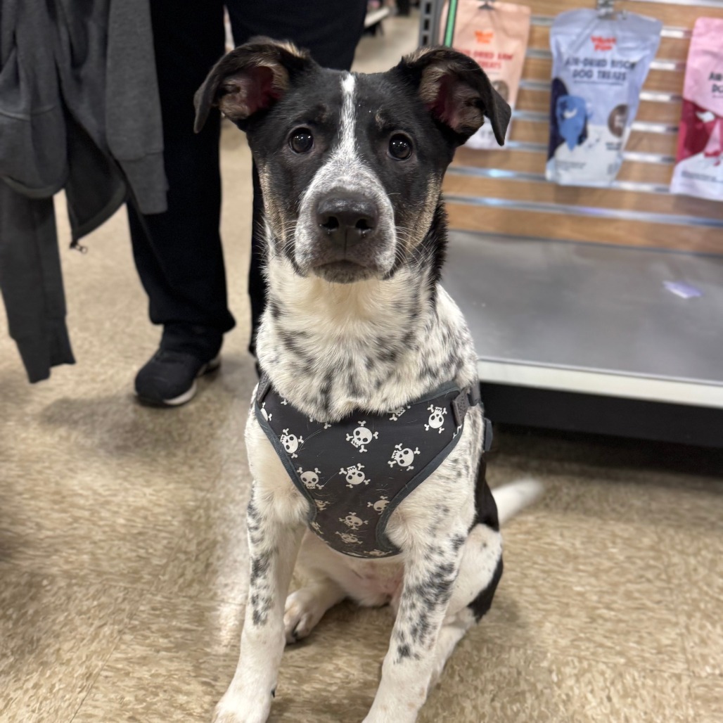 Macadamia, an adoptable Australian Cattle Dog / Blue Heeler, Mixed Breed in Sartell, MN, 56377 | Photo Image 4