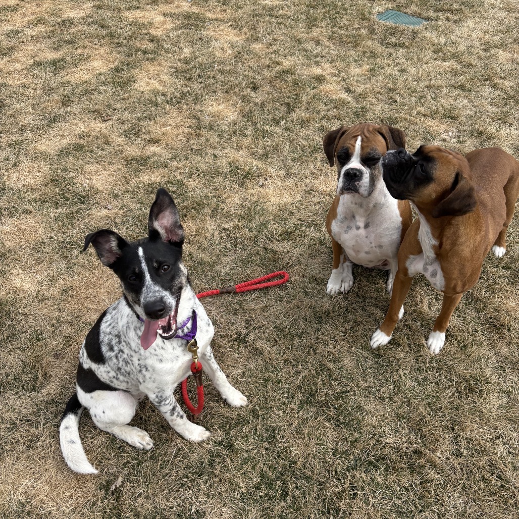 Macadamia, an adoptable Australian Cattle Dog / Blue Heeler, Mixed Breed in Sartell, MN, 56377 | Photo Image 5