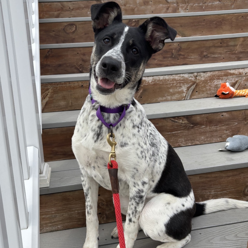 Macadamia, an adoptable Australian Cattle Dog / Blue Heeler, Mixed Breed in Sartell, MN, 56377 | Photo Image 6