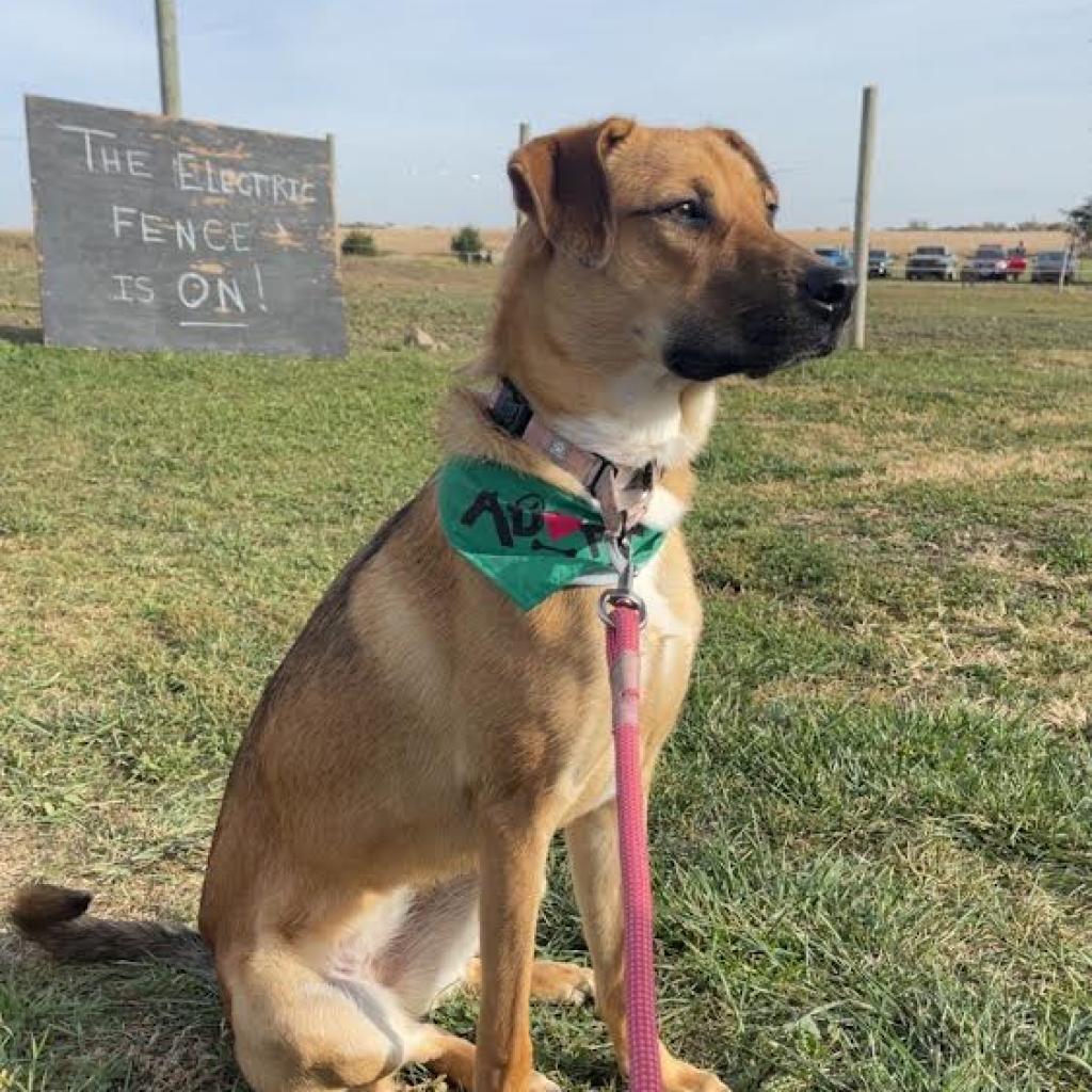 Vegeta, an adoptable Shepherd, Pit Bull Terrier in Sioux Falls, SD, 57106 | Photo Image 1