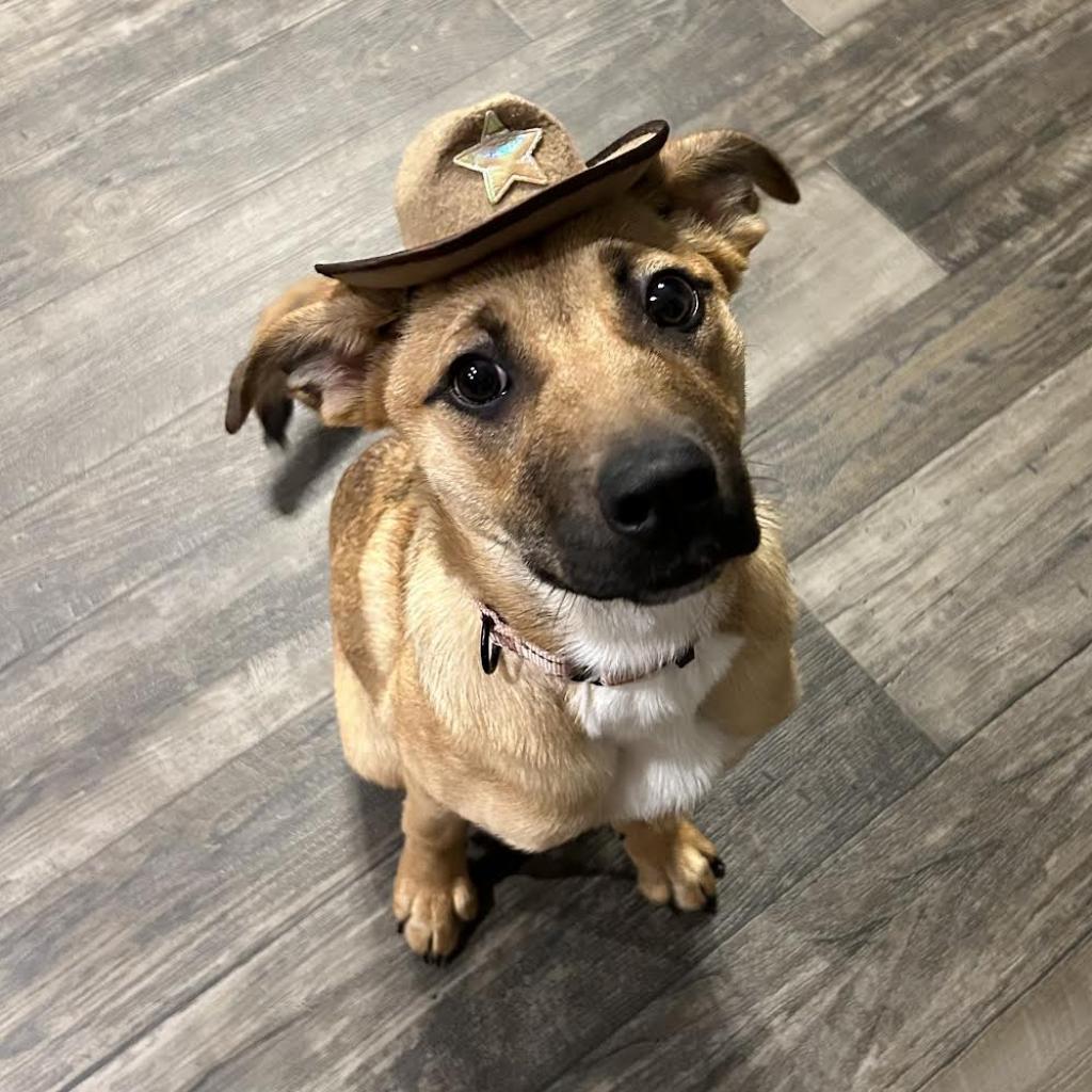 Vegeta, an adoptable Shepherd, Pit Bull Terrier in Sioux Falls, SD, 57106 | Photo Image 2