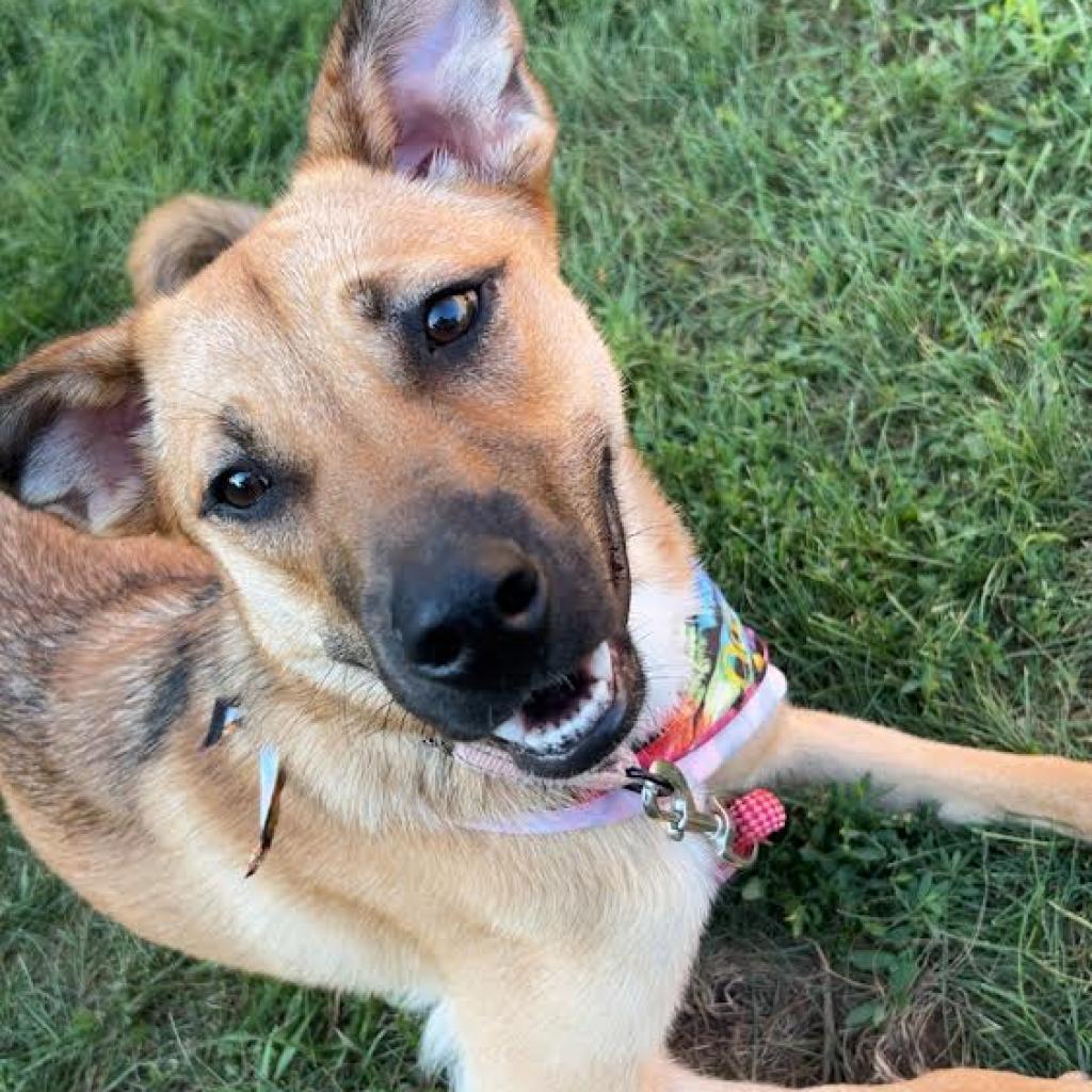 Vegeta, an adoptable Shepherd, Pit Bull Terrier in Sioux Falls, SD, 57106 | Photo Image 3